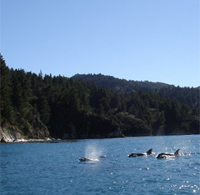Dolphins Dolphins