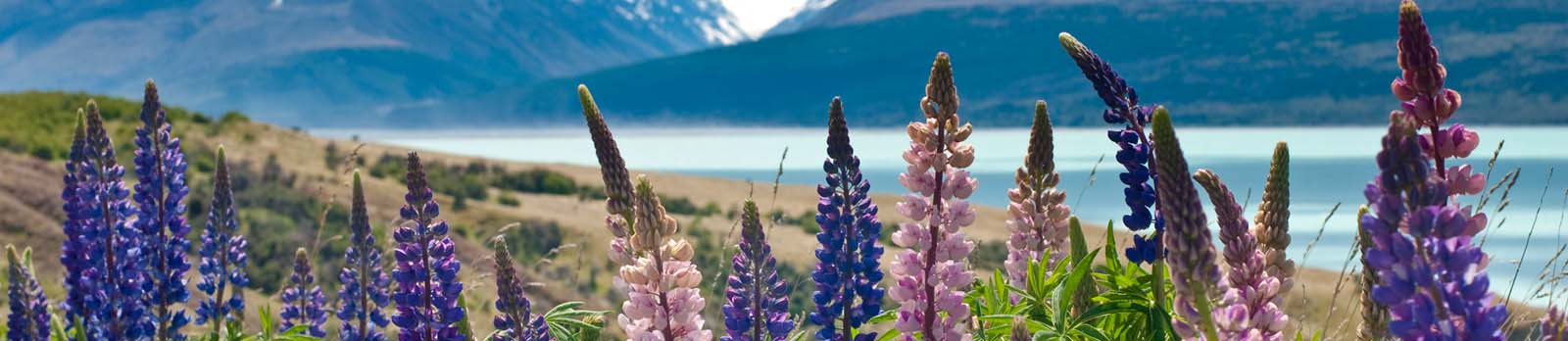 Lupins growing beside Lake Tekapo in New Zealand