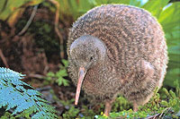 Image Source: Flickr. New Zealand Kiwi Image Source: Flickr. New Zealand Kiwi