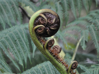 Koru. Photographer: Aidan Rooney Koru. Photographer: Aidan Rooney