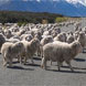 Driving in New Zealand
