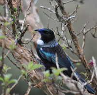 Tui. Photographer: Aidan Rooney Tui. Photographer: Aidan Rooney